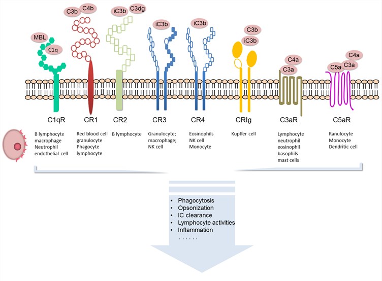 补体系统的补体受体 创新生物实验室vwin